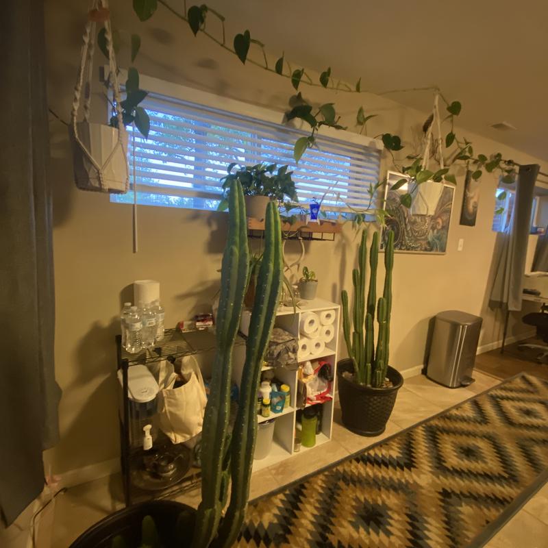 https://images.reputablerooms.com/processed/68346/listing/cae01f95-874e-46c5-9024-60949ed4eb10.jpeg