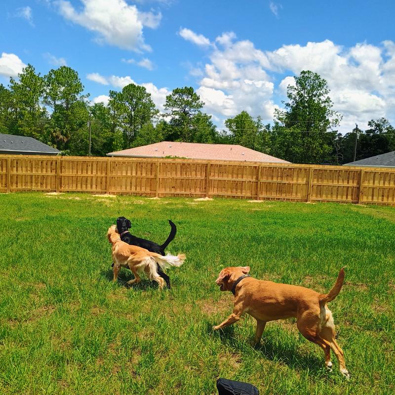 Listing image for T. Francis D